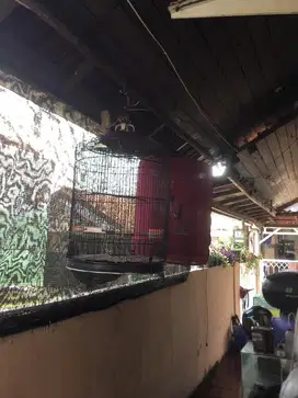 Kandang murai no 1