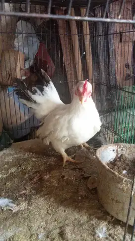 Betina induk ayam chabo ori
