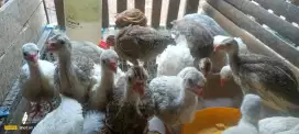 Ayam hias mutiara