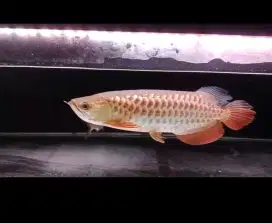 Arwana golden red special