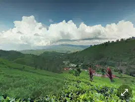 Dijual Cepat Kebun Teh 50 Ha SHM Lemahsugih – Hanya 56rb/m²