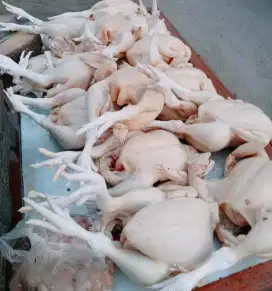 ayam potong segar