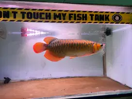 arwana super red 47cm