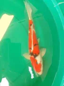 Ikan koi jenis SANKE 39cm bagus