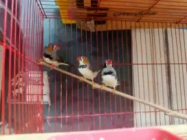 Burung Zebra Finch Borongan 9 ekor