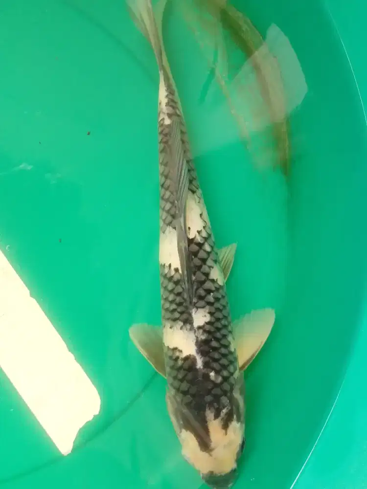 Ikan koi jenis SHIRO 39cm