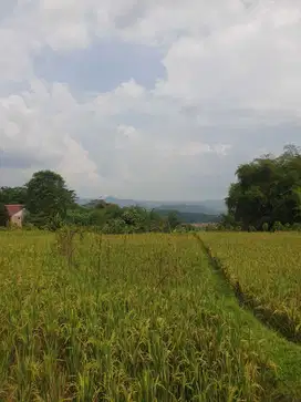 Dijual tanah kawasan purwakarta cocok untuk pergudangan