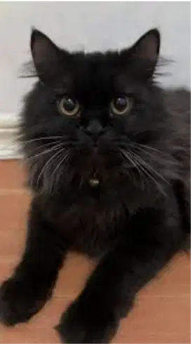 Kucing Blacksolid Flatnose Female