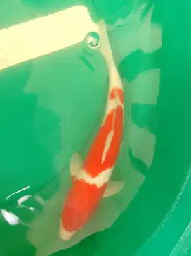 Ikan koi jenis KOHAKU 37cm HQ