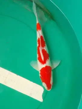 Ikan koi jenis KOHAKU 34cm pola original