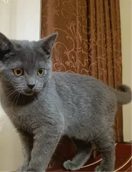 Kucing kitten British Shorthairr Nonped Male