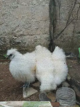 Jual Ayam Silkie