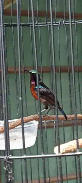 Jual burung masteran