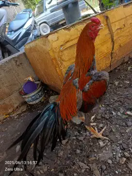 Ayam bangkok x shamo