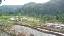 Jual tanah masuk mobil luas 19ha srt SHM sama kikitir