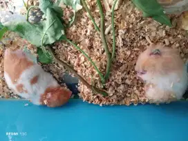Sepasang hamster syrian