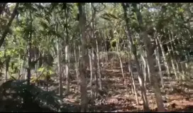 Jual cepat tanah ada pohon jati 17 tahun sumedang Jawa Barat