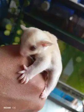 Sugar glider creamino joy jantan