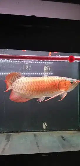 Arwana SuperRed