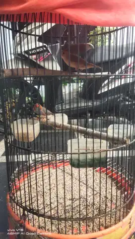 Burng zebra finch ausy gelangan jantan