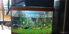 JUAL AJA AQUARIUN TINGGAL COLOK