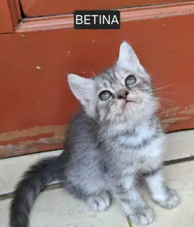 Kitten Betina indukan cebol x persia