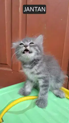 Kitten Jantan, indukan cebol x persia