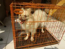 Anjing Pom betina