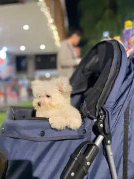 Bichon Betina Non Stb