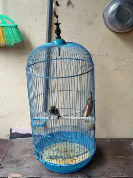 Burung cucak Wilis udh bunyi rajin