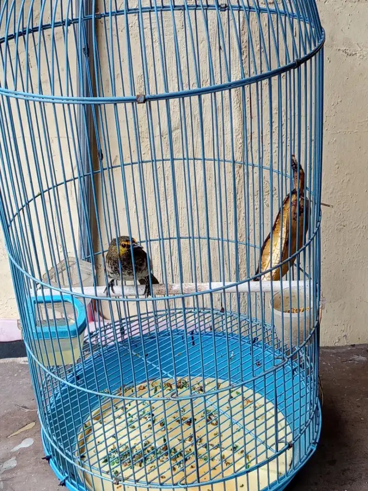 Burung cucak Wilis jantan udh bunyi rajin