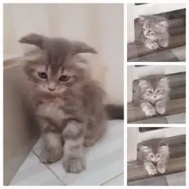 Kucing Munchkin NS Fold persia anggora