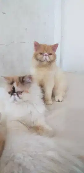 Lepas adopt persia longhair  JANTAN   7.bln