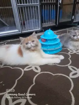 Lepas adopt persia longhair  JANTAN   7.bln