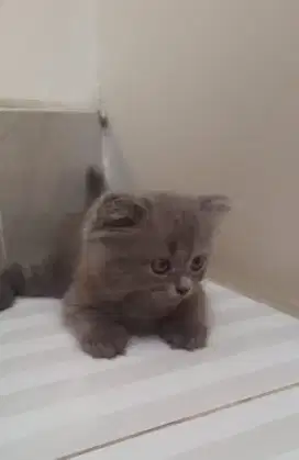 Kucing Munchkin Fold persia anggora