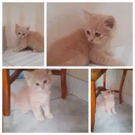 Kucing Munchkin Ns Persia anggora fold