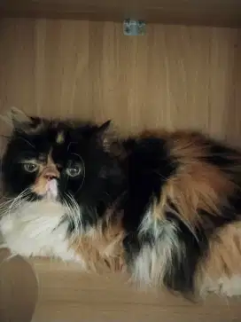 Kucing persia peaknose calico