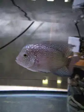 ikan louhan kamfa f2 thai