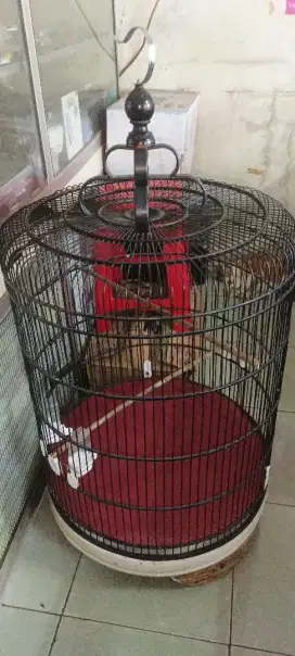 Sangkar Murai NO 1