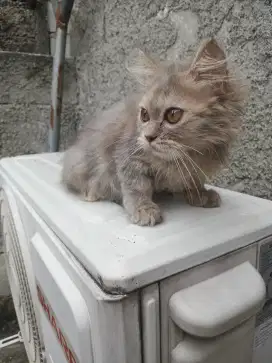 Kitten persia Lucu