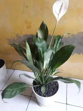 Di jual tanaman hias, dan tanaman buah. Dan anggur