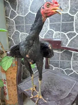 Ayam siam petarung
