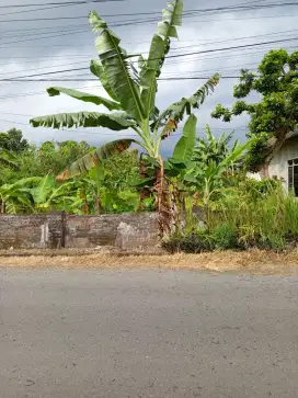 Dijual Tanah di Jalan Raya Pulosari Ngunut Tulungagung