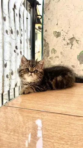 Persia exotic peaknose shorthair