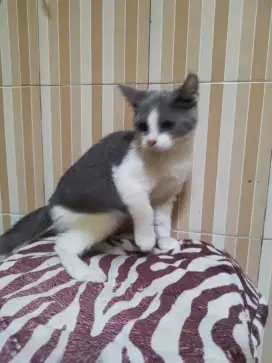 Kitten BSH non ped bicolor betina