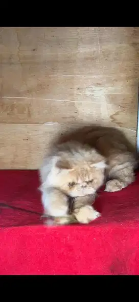 Peaknose jantan