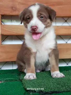 Anakan anjing ras mix