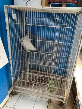 kandang kucing size jumbo bekas