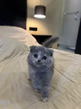 kucing scottish fold