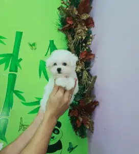 Dijual anak anjing ras bichon frise